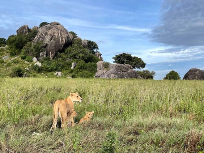 A female lion and two cubs standing in the grass in front of a rock formation.
