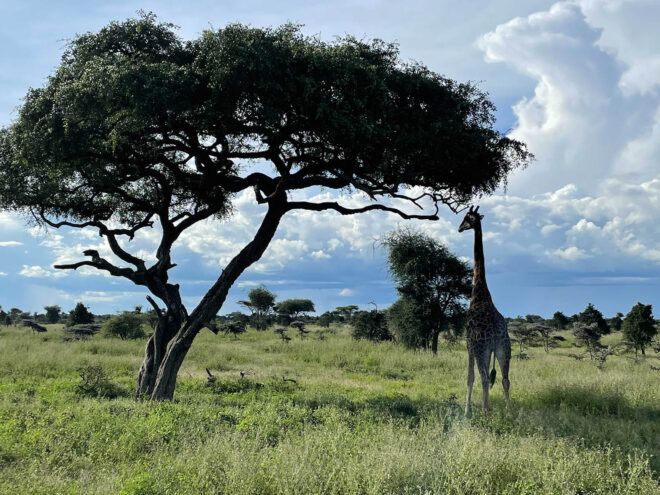 A giraffe standing next to a tall tree.