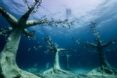Several tree sculptures forming a kind of forest underwater. In the distance, you can see the shadows of two divers.