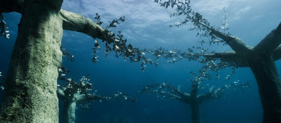 Several tree sculptures forming a kind of forest underwater.
