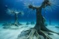 Several tree sculptures forming a kind of forest underwater.