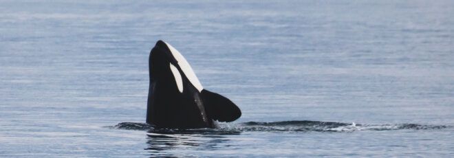 A orca raising it's head out of the water.