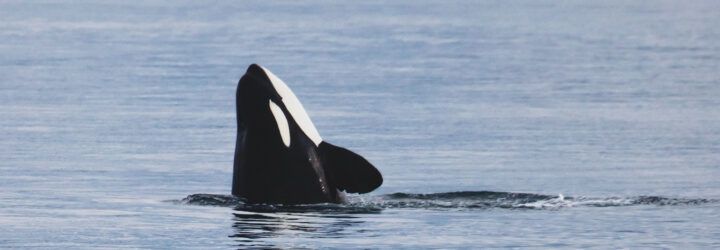 A orca raising it's head out of the water.