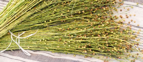 flax on linen towel
