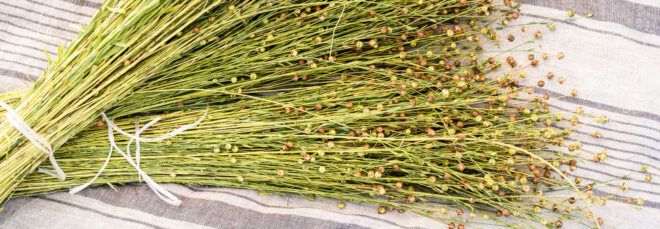 flax on linen towel