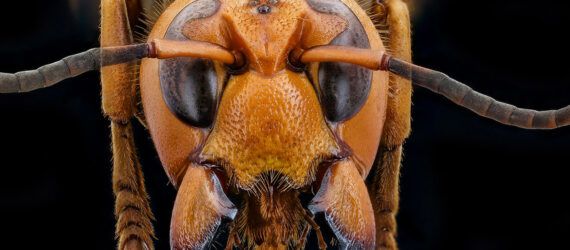 A close-up of an Asian giant hornet's face.