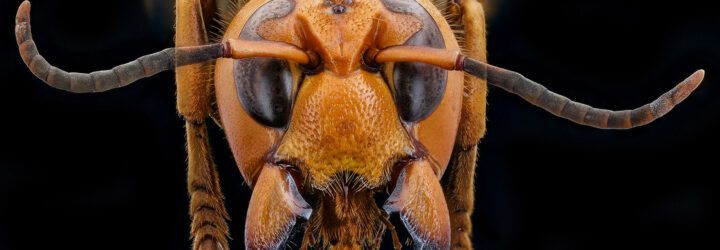 A close-up of an Asian giant hornet's face.