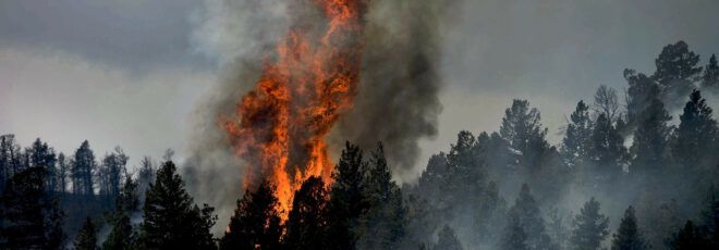 Fire rising out of a forest.