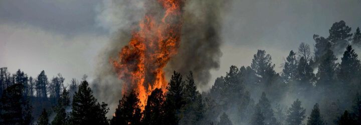 Fire rising out of a forest.