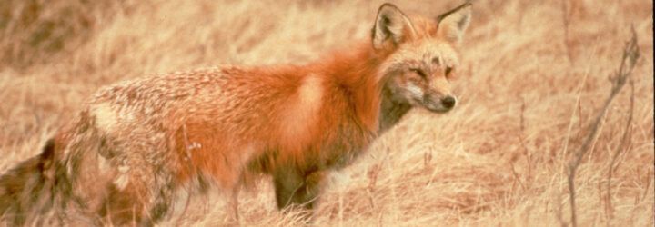 A Sierra Nevada red fox standing in the grass.