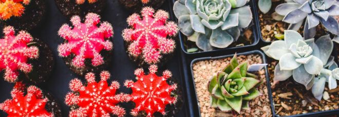 An array of small potted succulents.