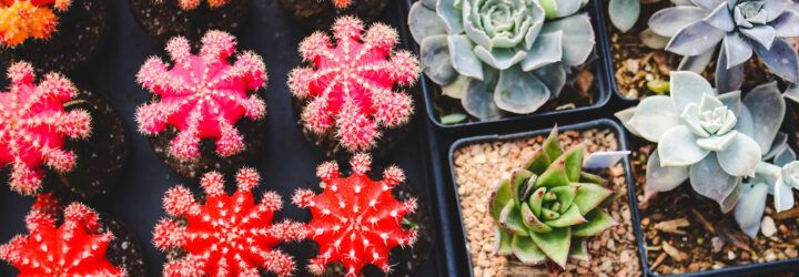An array of small potted succulents.
