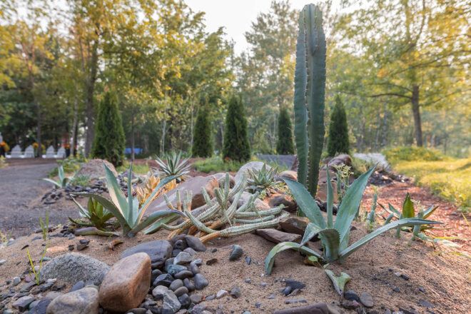 A cactus garden surrounded by dirt and rocks.