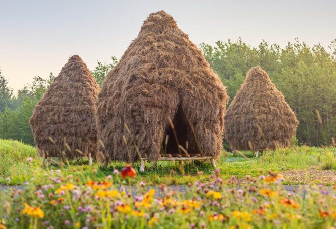 Three straw huts surrounded by a field of flowers.