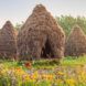 Three straw huts surrounded by a field of flowers.