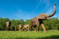 Elephant sculptures in a field of grass