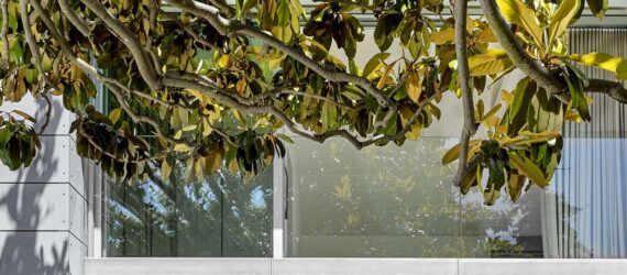 A tree branch partially obscuring the window and facade of a home.