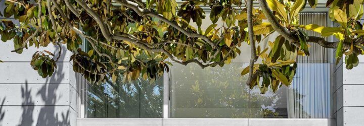 A tree branch partially obscuring the window and facade of a home.