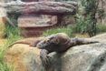 A Komodo dragon laying on rocks.
