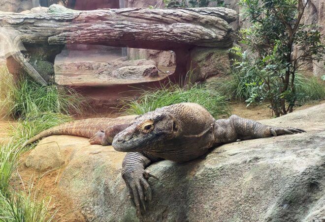 A Komodo dragon laying on rocks.
