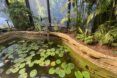 A zoo habitat with a lily pond bordered by dirt and plants.