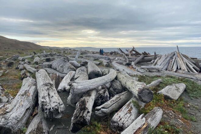Piles of driftwood.
