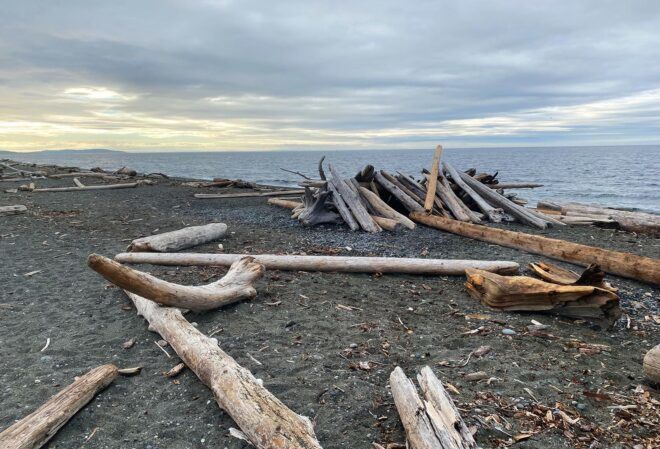 Driftwood on the beach.