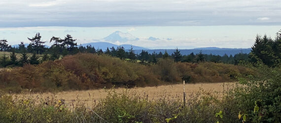 A landscape of nature and mountains on the horizon.