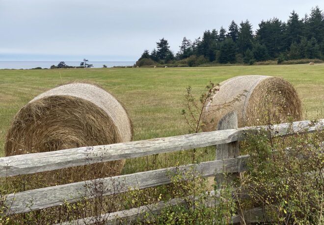 Two hay bales on a green pasture by the coast.