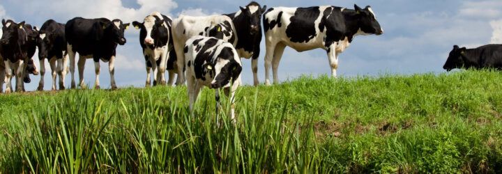 A field of black and white cows grazing on grass.