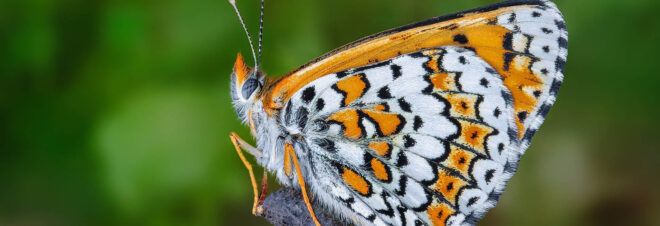A Glanville fritillary butterfly perched on a plant.