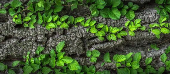 Green plants creeping across gray bark.