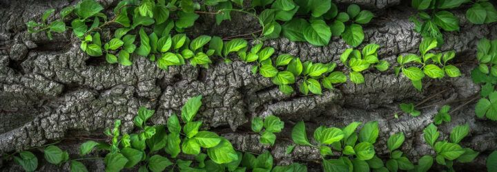 Green plants creeping across gray bark.
