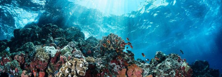 A coral reef.