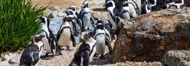 A group of African penguins.