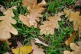 Two golden rings sitting on a fallen leaf