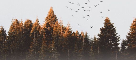 A skyline of trees.