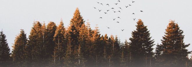 A skyline of trees.