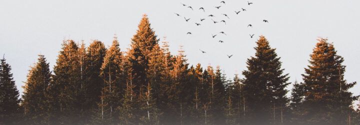 A skyline of trees.