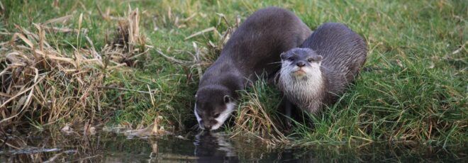 Two otters by a lake