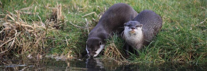 Two otters by a lake