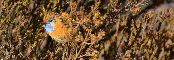A southern emu-wren in a bush.