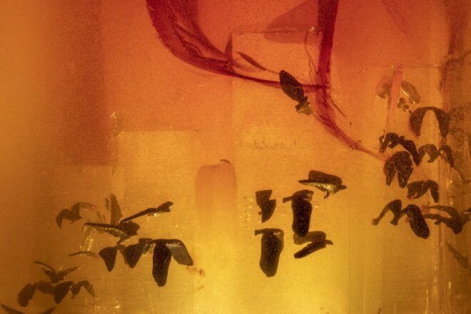 Statue birds stuck inside a box