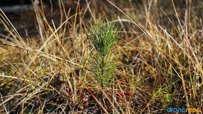 A small plant growing in a midst of burned area
