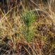 A small plant growing in a midst of burned area