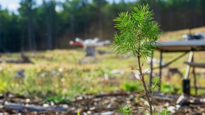 A small sprout growing from the ground