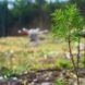 A small sprout growing from the ground
