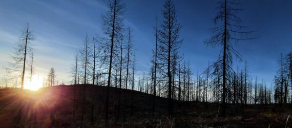 A burned forest area