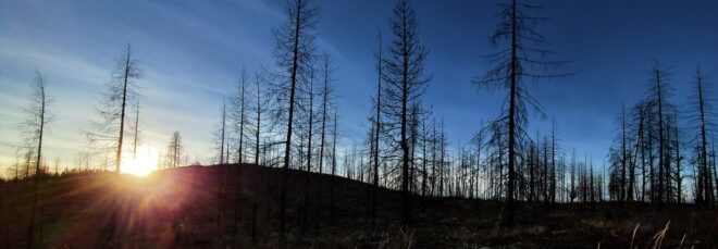 A burned forest area