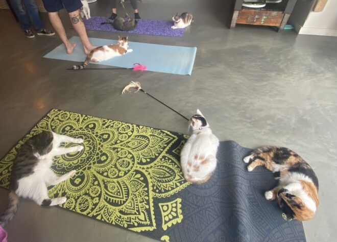 Three cats lounging on a yoga mat
